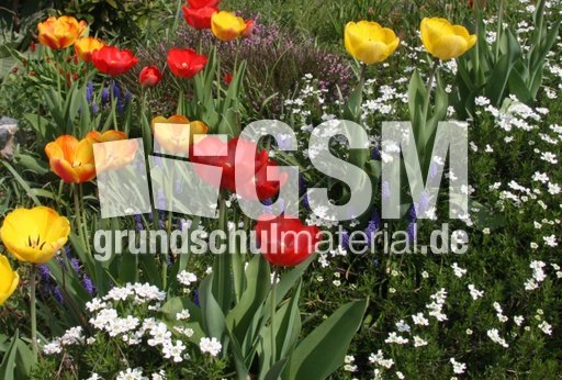 Tulpen-Traubenhyazinthen.jpg