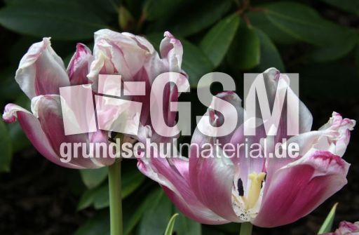 Tulpen-rosa-verblüht.jpg