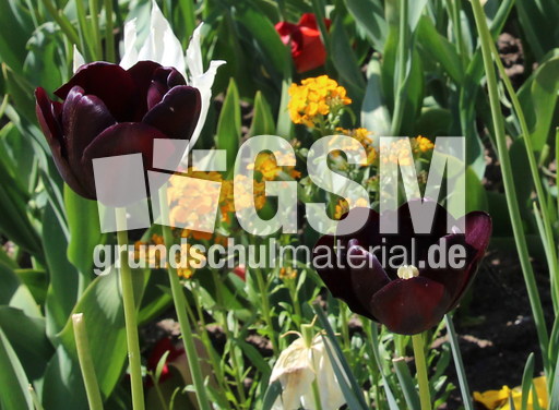 Tulpen-schwarz-0567.jpg