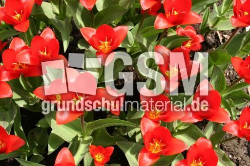 Tulpenbeet-1.jpg