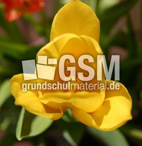 Tulpenbluete-gelb-1.jpg