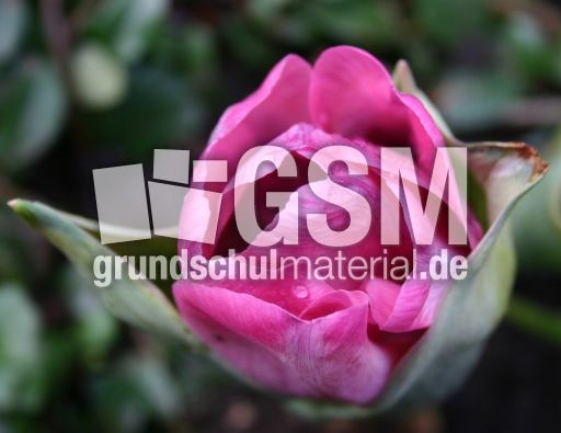 Tulpenbluete-rot-2.jpg