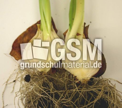 Tulpenzwiebel-1.jpg