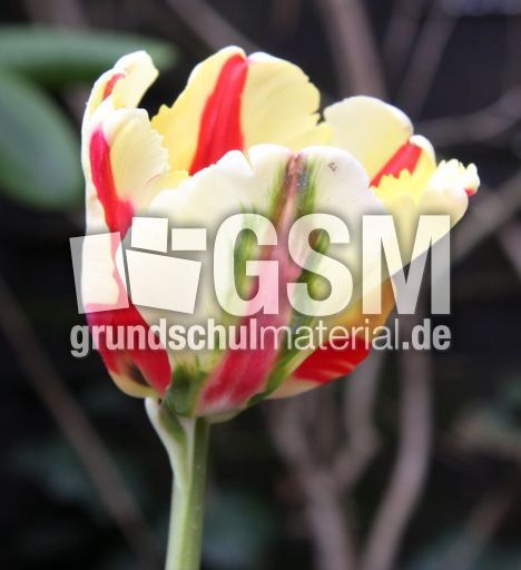 französische-Tulpe-1.jpg
