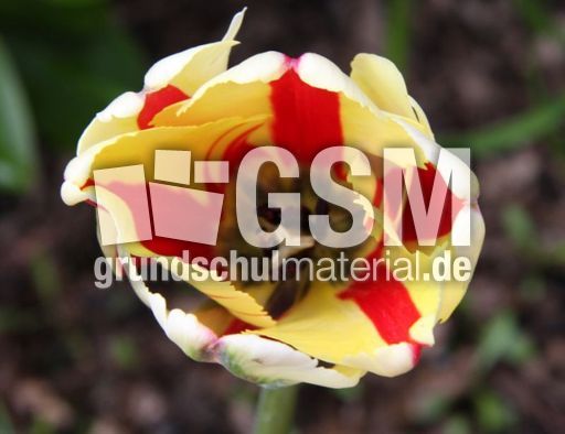 französische-Tulpe-2.jpg