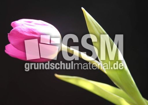lila-Tulpe.jpg