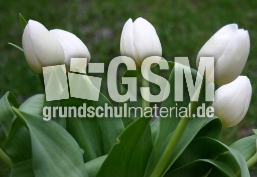 weisse-Tulpen.jpg
