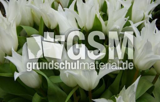 weiße-Tulpen-D.jpg