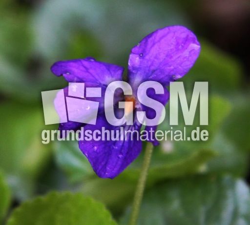Veilchen-12.jpg