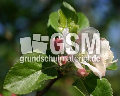 Apfelbaumblüte-5.jpg