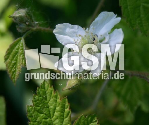 Brombeerblüte-1.jpg