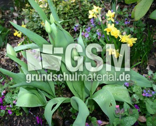 Fruehblueher-im-Garten.jpg