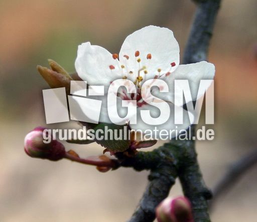 Fruehlingsbluete-1.jpg