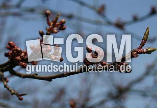 Fruehlingsknospen-1.jpg