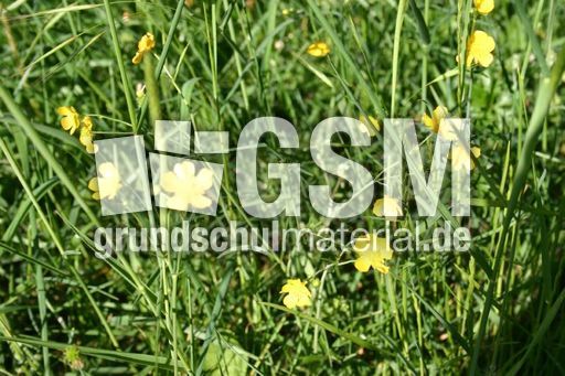 Hahnenfuß-Butterblume-1.jpg