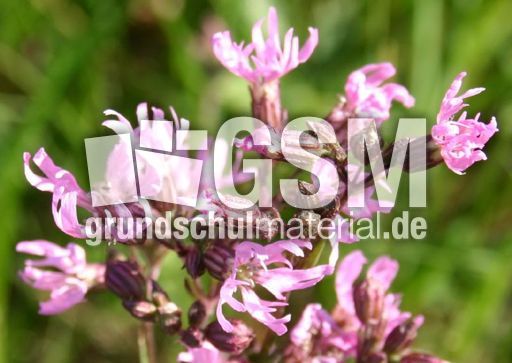 Kuckucks-Lichtnelke-1.jpg