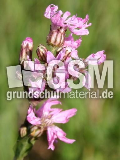 Kuckucks-Lichtnelke-2.jpg