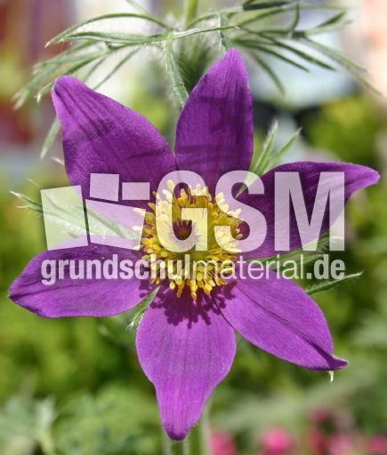Küchenschelle-A1.jpg