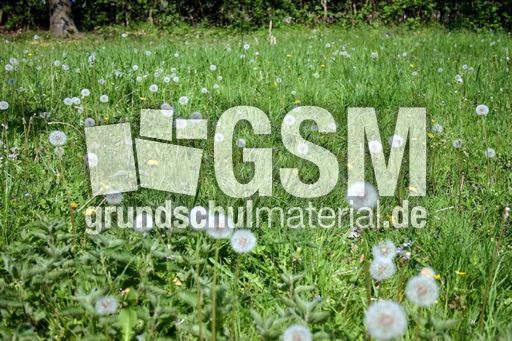 Löwenzahn-Pusteblume-Wiese-1.jpg