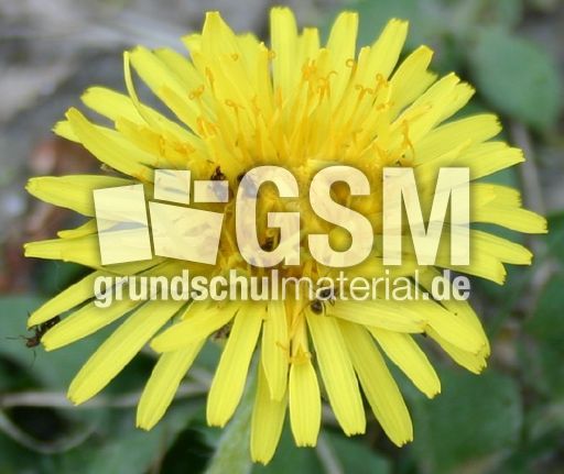 Löwenzahn-mit-Ameisen.jpg