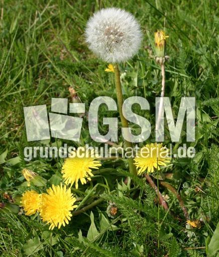 Löwenzahn-mit-Pusteblume.jpg