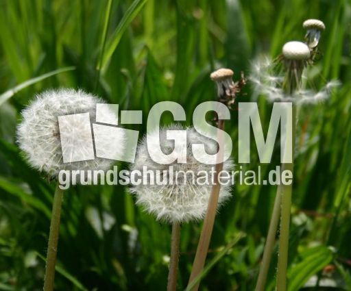 Löwenzahn-verblüht.jpg