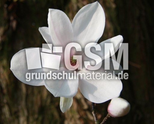 Magnolienbüte-067.jpg