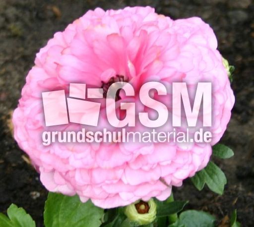 Ranunkel-rosa.jpg