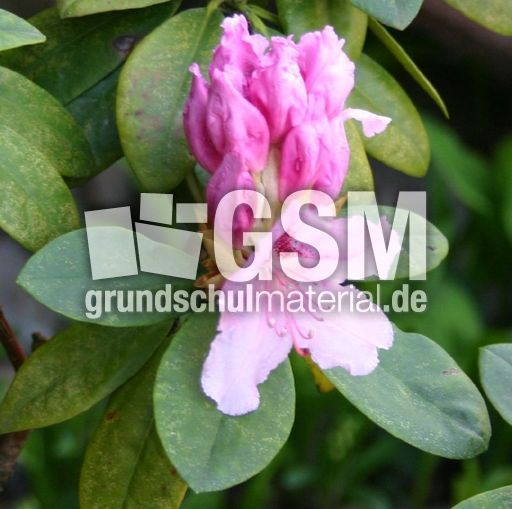 Rhododendron-2.jpg