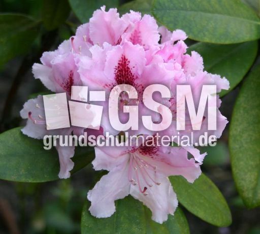 Rhododendron-3.jpg