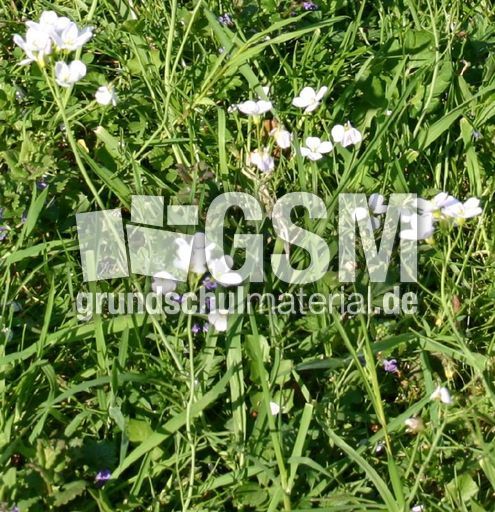 Wiese-Wiesenschaumkraut.jpg