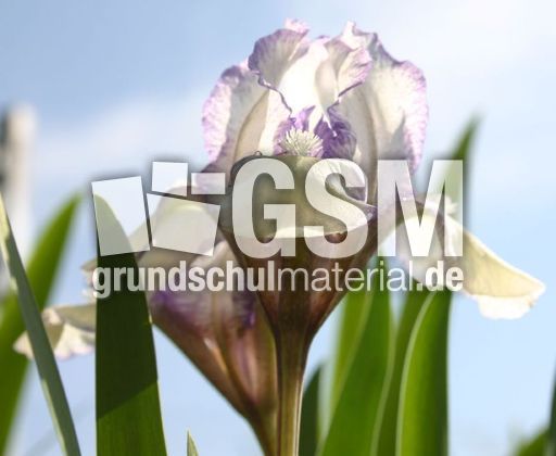 Zwerg-Iris-1.jpg