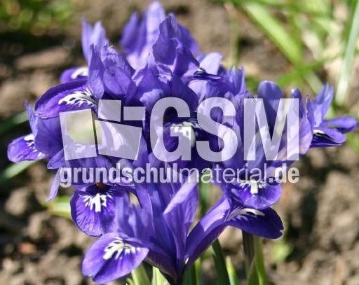 Zwerg-Iris-8.jpg