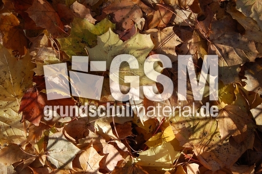 Herbstlaub_3.JPG