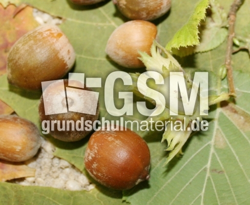 Haselnüsse.jpg