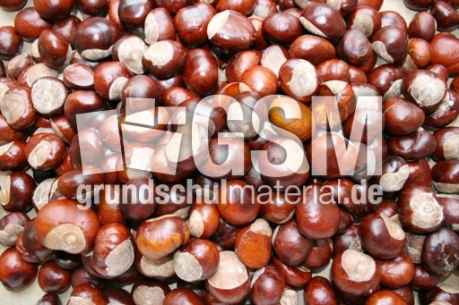 Kastanien-2.jpg