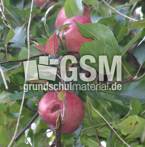 Apfelbaum-Herbst-1.jpg