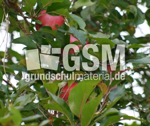 Apfelbaum-Herbst-2.jpg