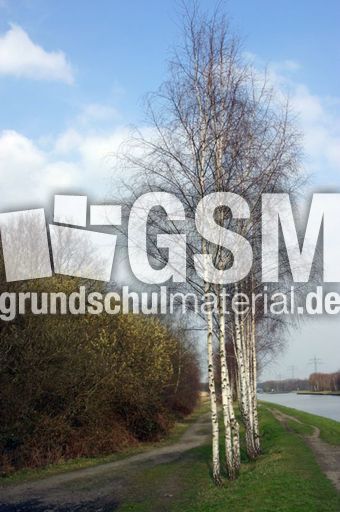 Birken-Weiden.jpg