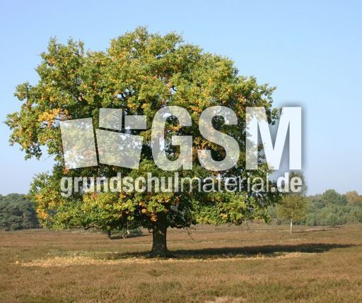 Eiche-1.jpg