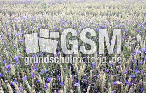 Feld-Kornblumen-1.jpg