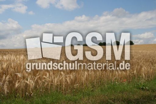 Felder-Sommer_5511.jpg