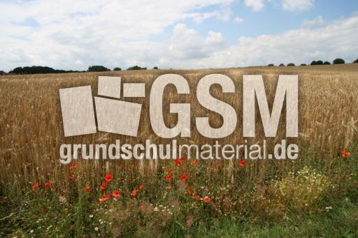 Felder-Sommer_5512.jpg