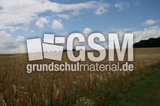 Felder-Sommer_5513.jpg
