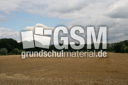 Felder-Sommer_5515.jpg