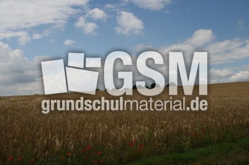 Felder-Sommer_5516.jpg