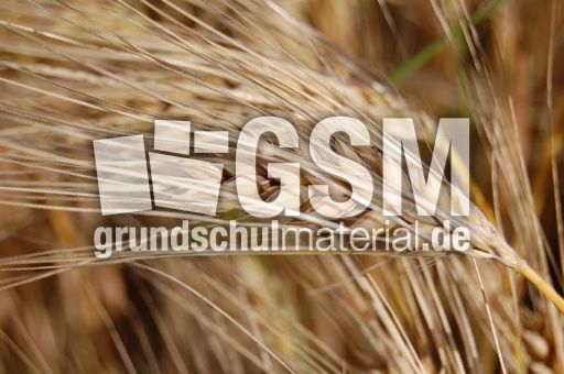 Gerstenähre.jpg