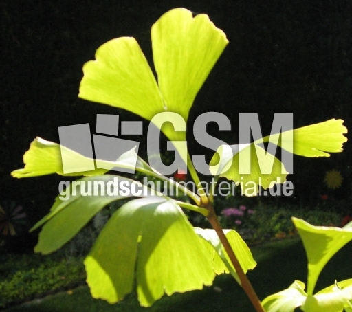 Ginkgo-3.jpg