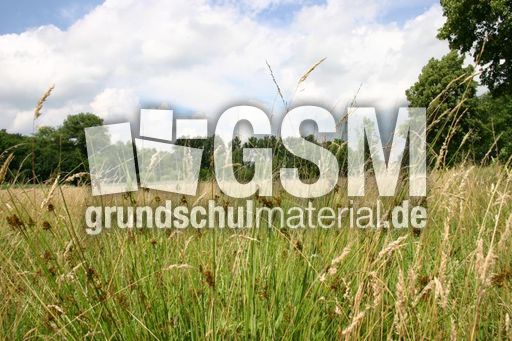 Gräser-Sommerwiese-1.jpg