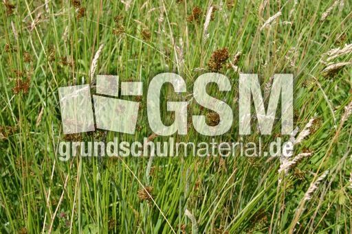 Gräser-Sommerwiese-2.jpg